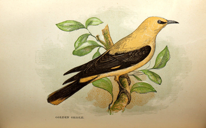 1882 Rare Ornithology Book ~ Our Native Songsters, Illustrated by Anne Pratt