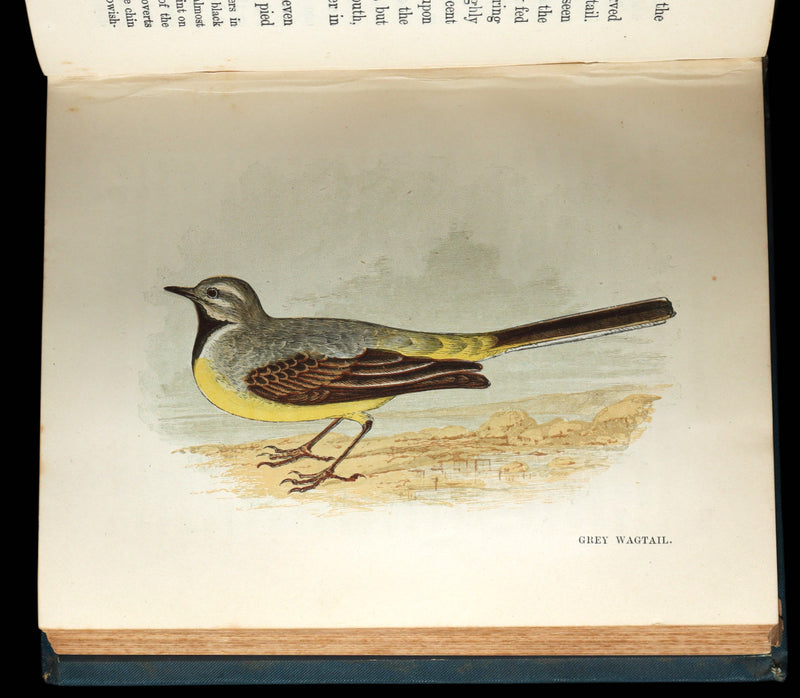 1882 Rare Ornithology Book ~ Our Native Songsters, Illustrated by Anne Pratt