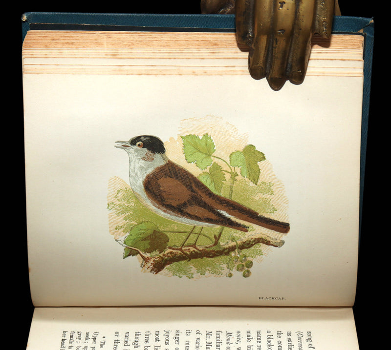 1882 Rare Ornithology Book ~ Our Native Songsters, Illustrated by Anne Pratt