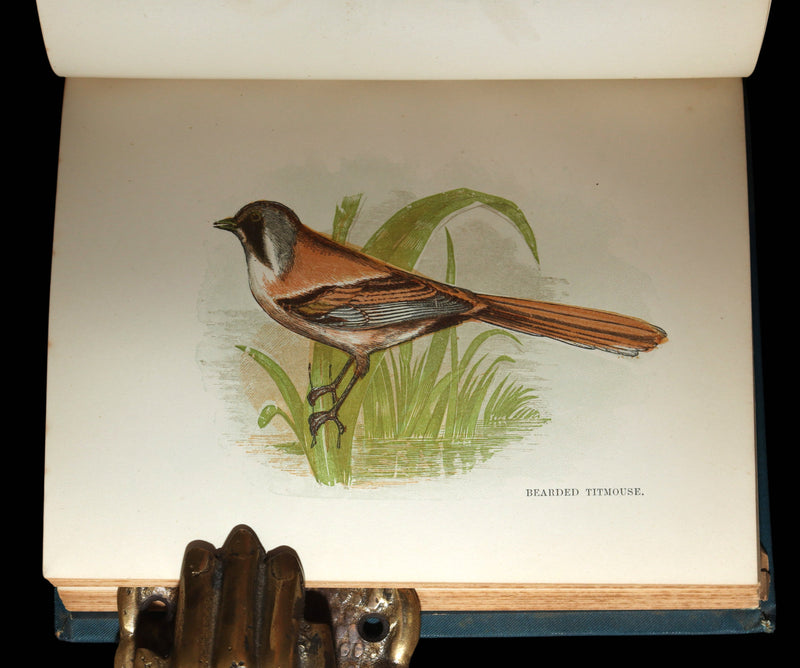1882 Rare Ornithology Book ~ Our Native Songsters, Illustrated by Anne Pratt