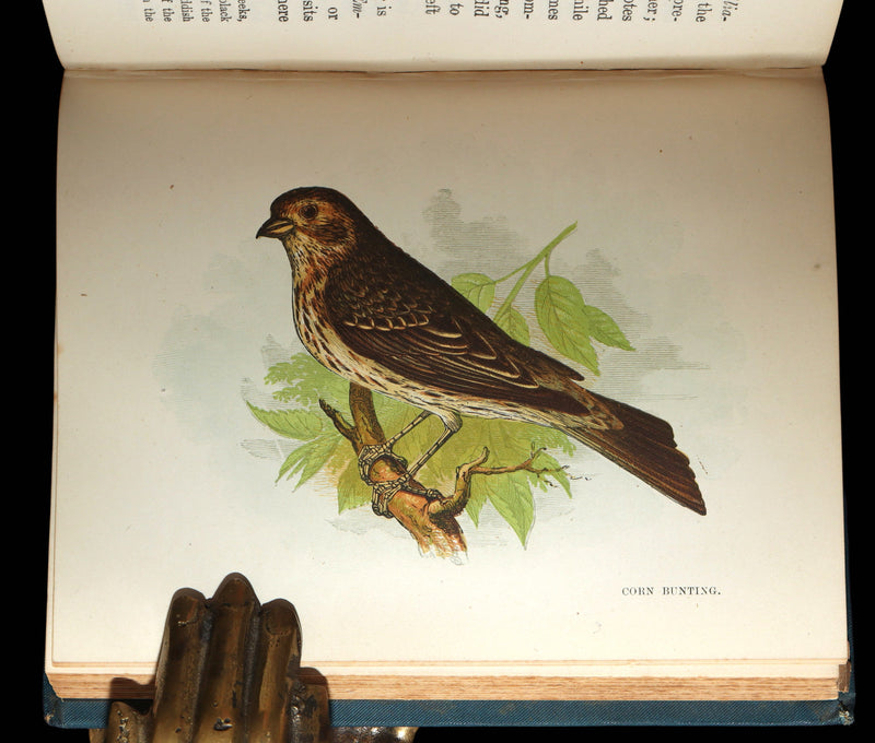 1882 Rare Ornithology Book ~ Our Native Songsters, Illustrated by Anne Pratt