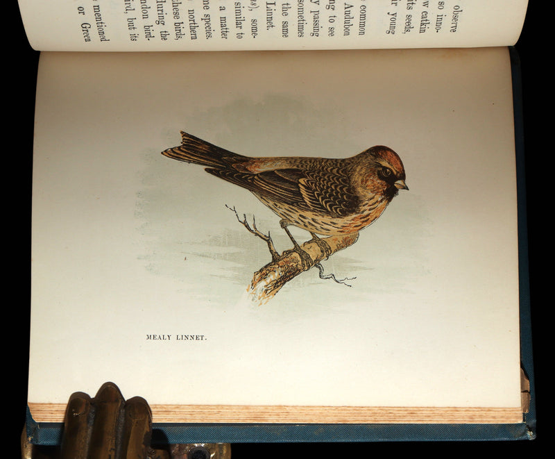 1882 Rare Ornithology Book ~ Our Native Songsters, Illustrated by Anne Pratt
