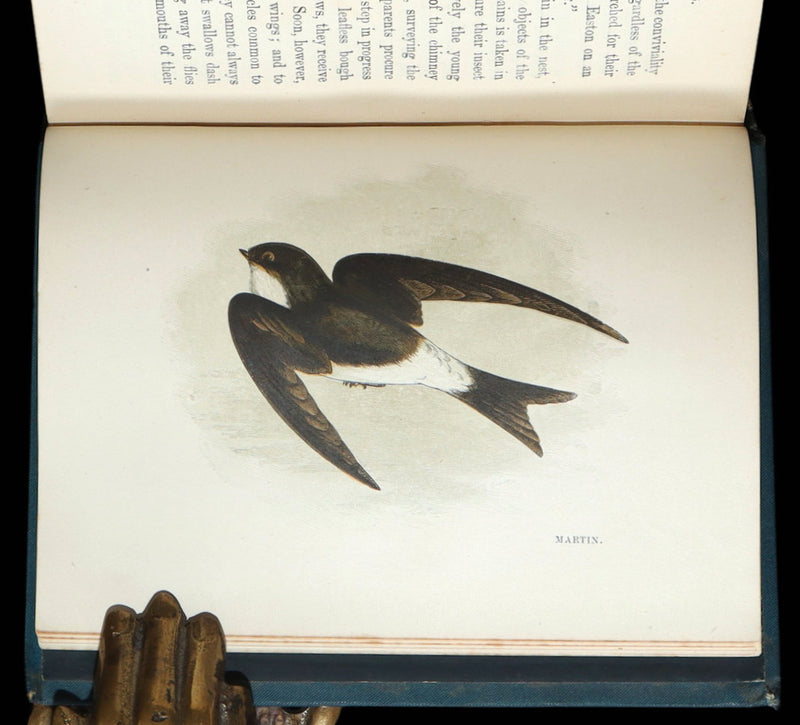 1882 Rare Ornithology Book ~ Our Native Songsters, Illustrated by Anne Pratt