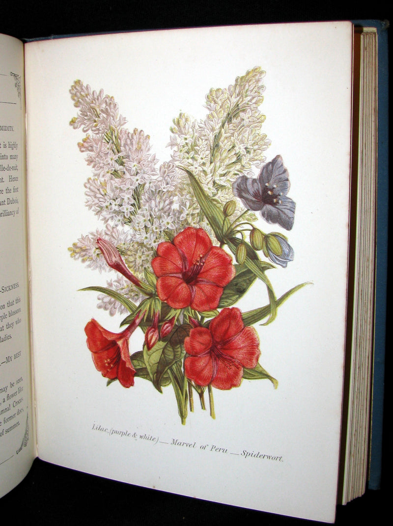 1880 Rare Floriography  Book ~ The Language of Flowers by Robert Tyas, Color Illustrated.
