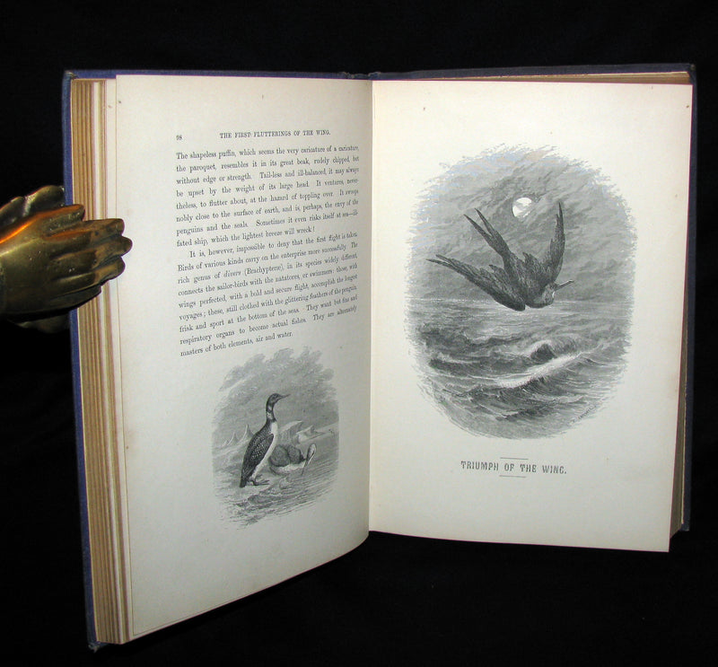 1868 Rare Victorian Book  ~ The BIRD by Jules Michelet with 210 illustrations by Giacomelli