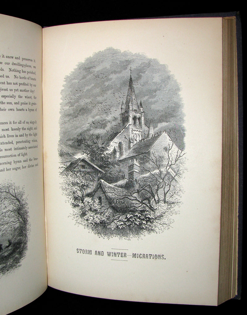 1868 Rare Victorian Book  ~ The BIRD by Jules Michelet with 210 illustrations by Giacomelli