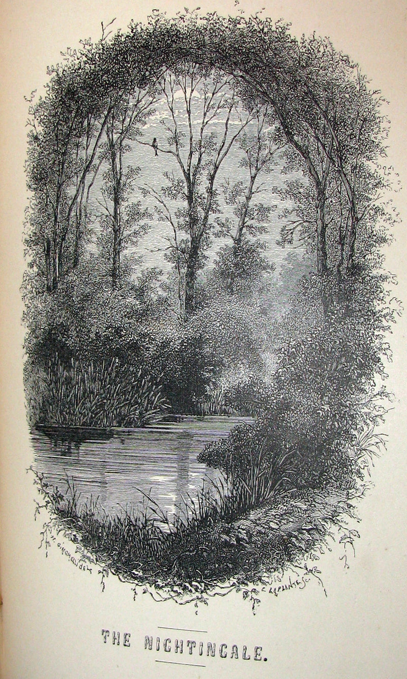 1868 Rare Victorian Book  ~ The BIRD by Jules Michelet with 210 illustrations by Giacomelli