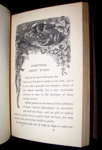 1880 Rare Victorian Book ~ Treasures from FAIRY LAND by Raymond and Greenwood.
