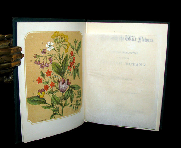 1873 Rare Floriography Book ~ A Year with the Wild Flowers by Edith Waddy. English Botany.