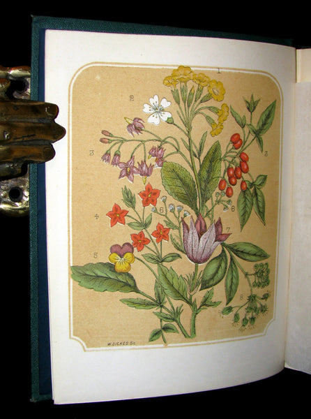 1873 Rare Floriography Book ~ A Year with the Wild Flowers by Edith Waddy. English Botany.