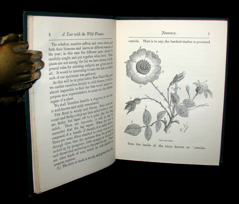 1873 Rare Floriography Book ~ A Year with the Wild Flowers by Edith Waddy. English Botany.
