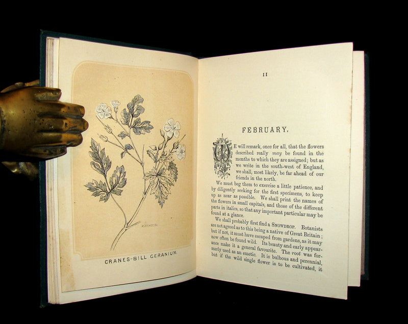 1873 Rare Floriography Book ~ A Year with the Wild Flowers by Edith Waddy. English Botany.