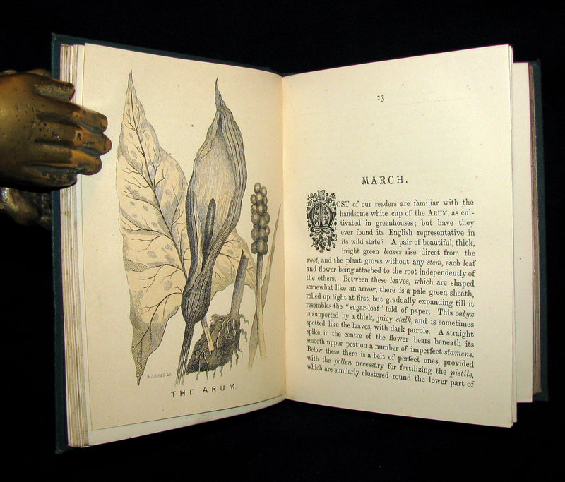 1873 Rare Floriography Book ~ A Year with the Wild Flowers by Edith Waddy. English Botany.