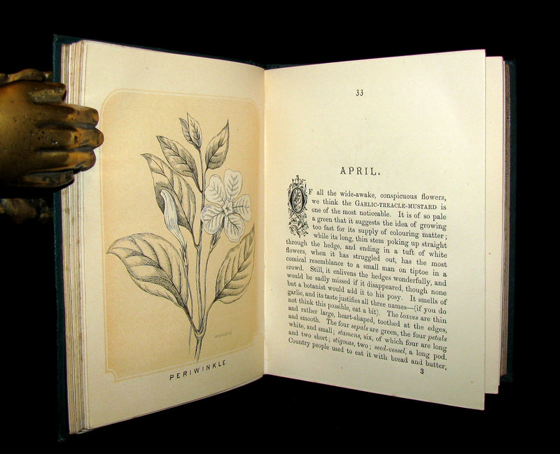 1873 Rare Floriography Book ~ A Year with the Wild Flowers by Edith Waddy. English Botany.