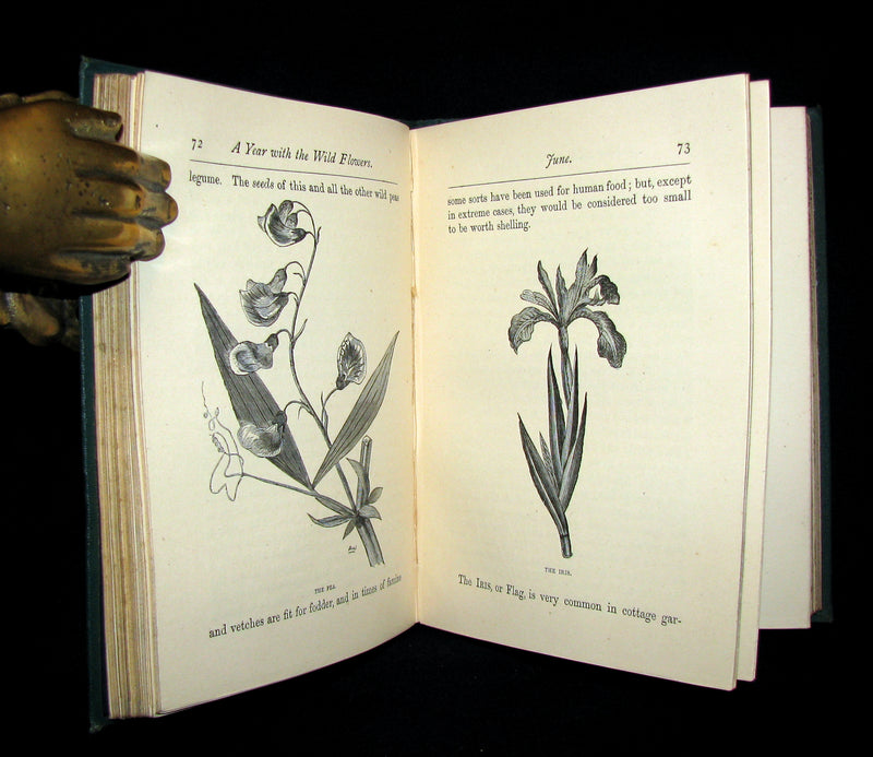 1873 Rare Floriography Book ~ A Year with the Wild Flowers by Edith Waddy. English Botany.