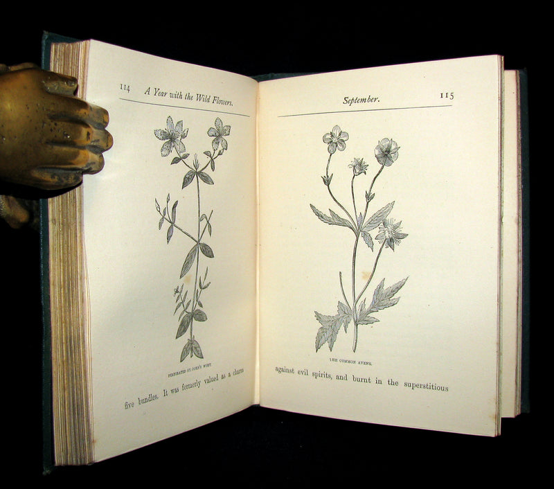 1873 Rare Floriography Book ~ A Year with the Wild Flowers by Edith Waddy. English Botany.