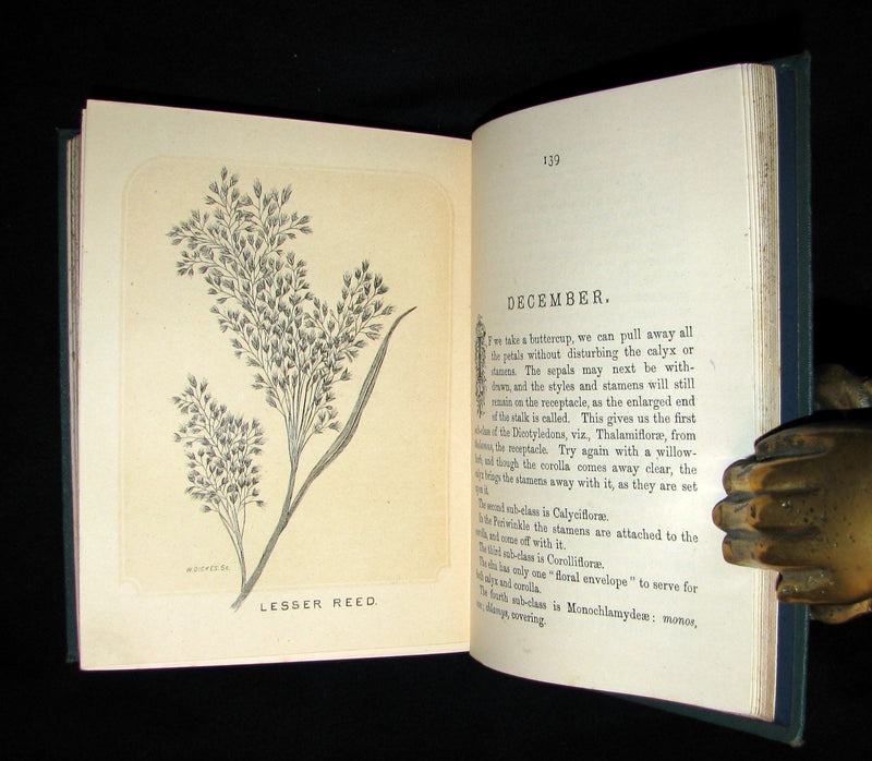 1873 Rare Floriography Book ~ A Year with the Wild Flowers by Edith Waddy. English Botany.