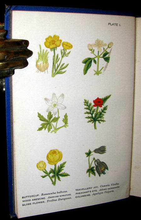 1885 Rare Victorian Book ~ WILD FLOWERS Worth Notice. by British Botanist Phoebe Lankester. Color Illustrated.