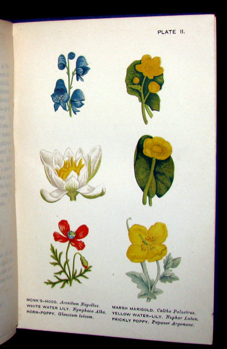 1885 Rare Victorian Book ~ WILD FLOWERS Worth Notice. by British Botanist Phoebe Lankester. Color Illustrated.