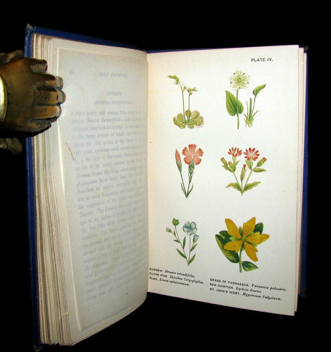 1885 Rare Victorian Book ~ WILD FLOWERS Worth Notice. by British Botanist Phoebe Lankester. Color Illustrated.