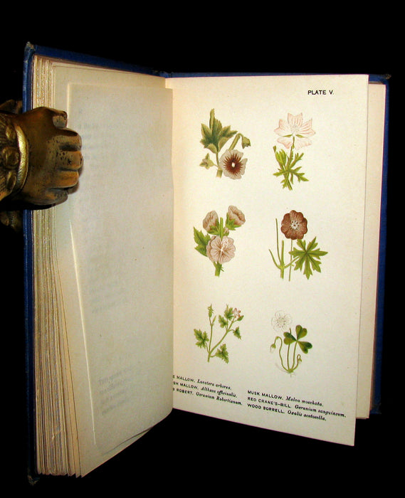 1885 Rare Victorian Book ~ WILD FLOWERS Worth Notice. by British Botanist Phoebe Lankester. Color Illustrated.