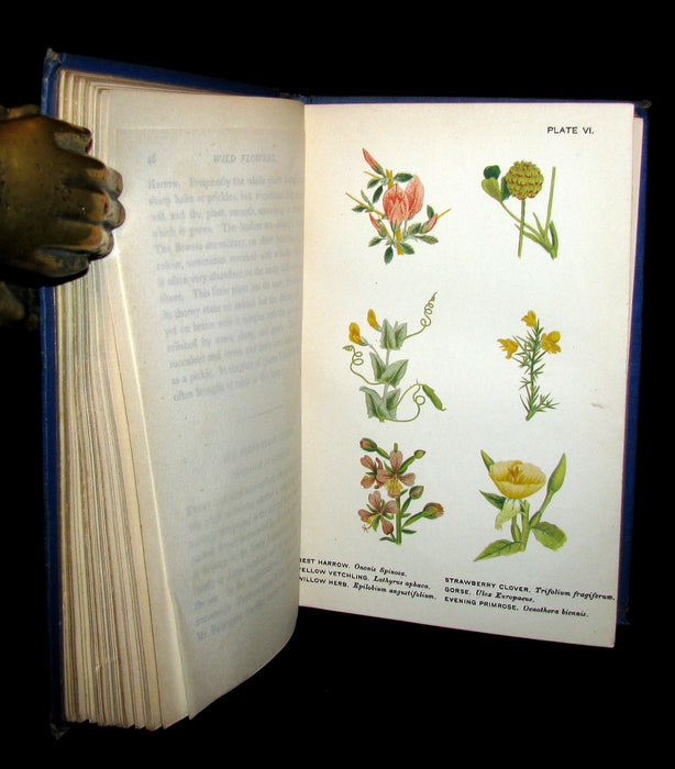 1885 Rare Victorian Book ~ WILD FLOWERS Worth Notice. by British Botanist Phoebe Lankester. Color Illustrated.