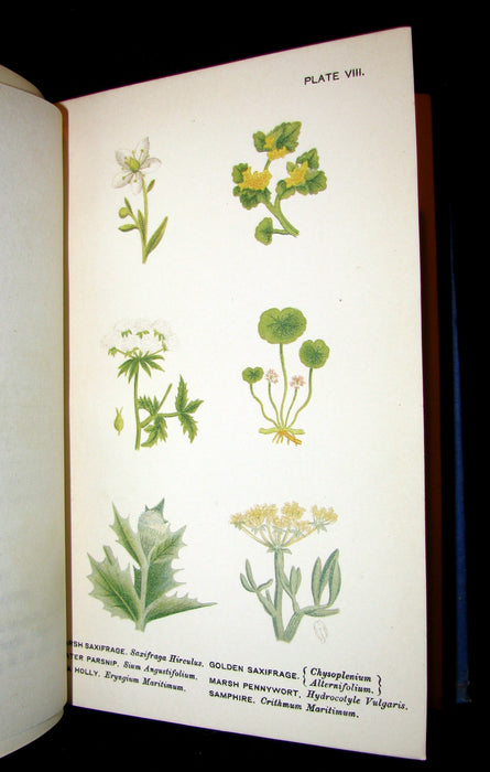 1885 Rare Victorian Book ~ WILD FLOWERS Worth Notice. by British Botanist Phoebe Lankester. Color Illustrated.