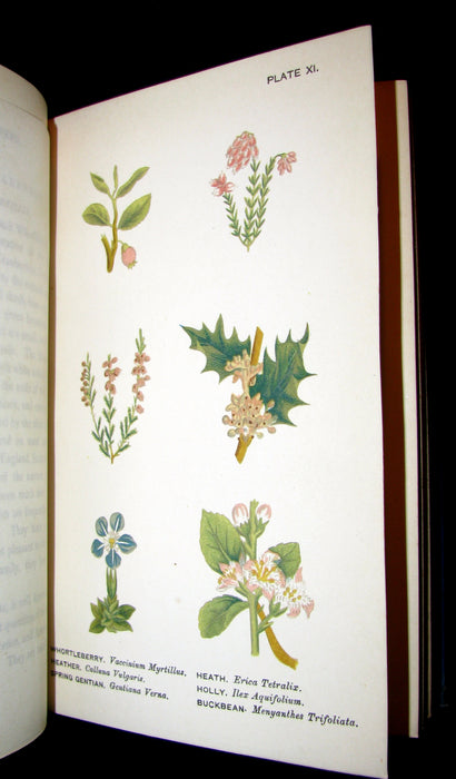 1885 Rare Victorian Book ~ WILD FLOWERS Worth Notice. by British Botanist Phoebe Lankester. Color Illustrated.