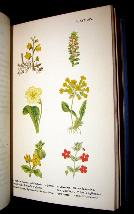 1885 Rare Victorian Book ~ WILD FLOWERS Worth Notice. by British Botanist Phoebe Lankester. Color Illustrated.