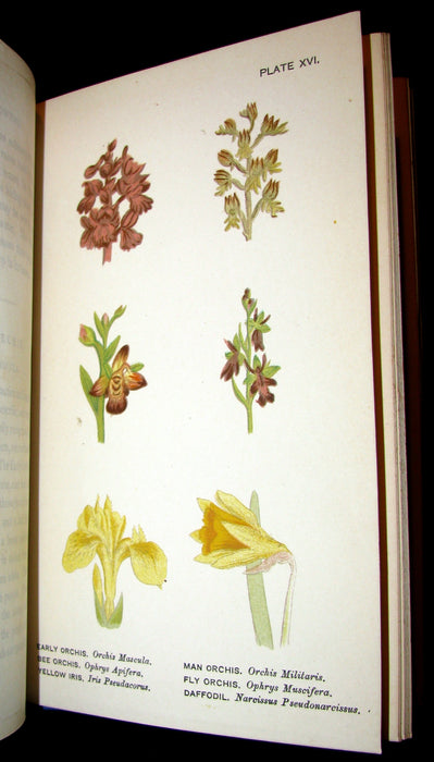 1885 Rare Victorian Book ~ WILD FLOWERS Worth Notice. by British Botanist Phoebe Lankester. Color Illustrated.