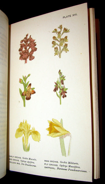 1885 Rare Victorian Book ~ WILD FLOWERS Worth Notice. by British Botanist Phoebe Lankester. Color Illustrated.