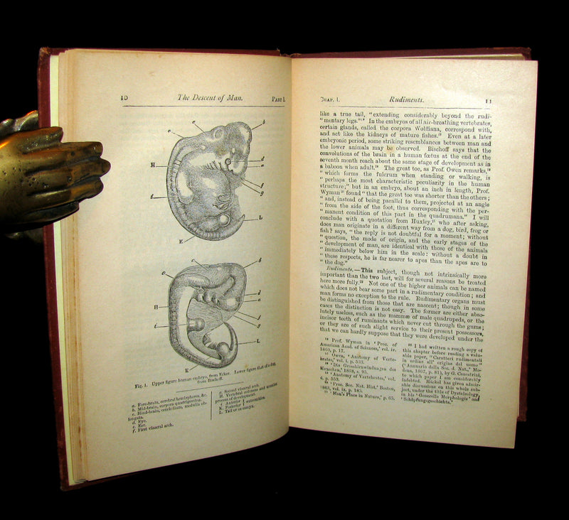 1887 Rare Book - CHARLES DARWIN - The DESCENT OF MAN and Selection in Relation to Sex.