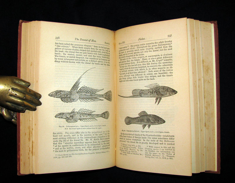 1887 Rare Book - CHARLES DARWIN - The DESCENT OF MAN and Selection in Relation to Sex.