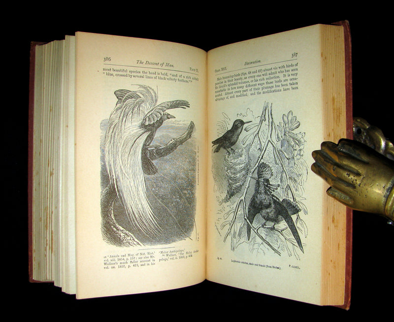1887 Rare Book - CHARLES DARWIN - The DESCENT OF MAN and Selection in Relation to Sex.