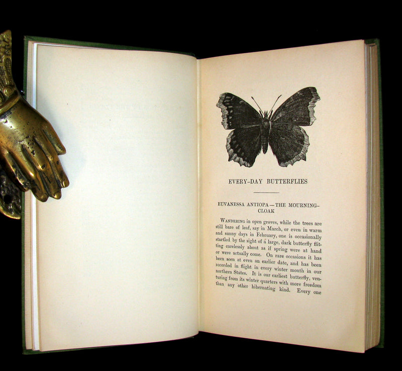1899 Rare First Edition Book - Every-Day Butterflies A group of Biographies by Samuel Hubbard Scudder