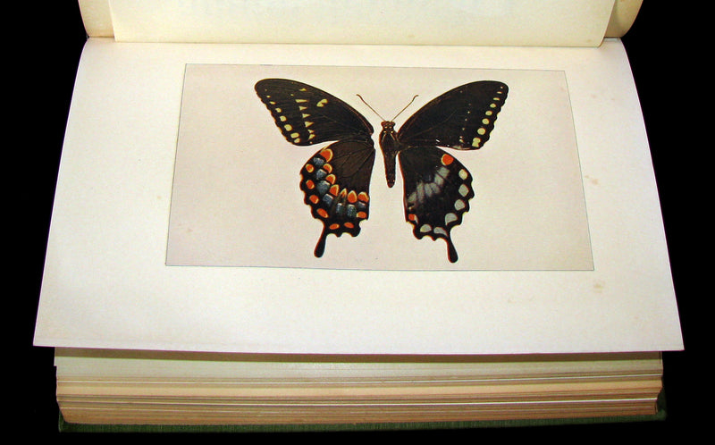 1899 Rare First Edition Book - Every-Day Butterflies A group of Biographies by Samuel Hubbard Scudder