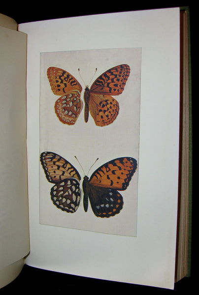 1899 Rare First Edition Book - Every-Day Butterflies A group of Biographies by Samuel Hubbard Scudder