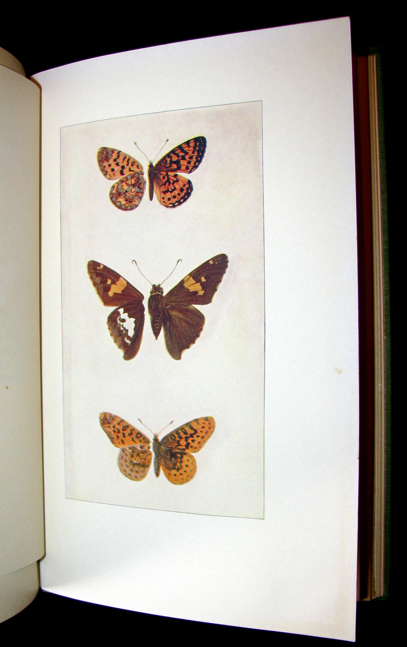 1899 Rare First Edition Book - Every-Day Butterflies A group of Biographies by Samuel Hubbard Scudder