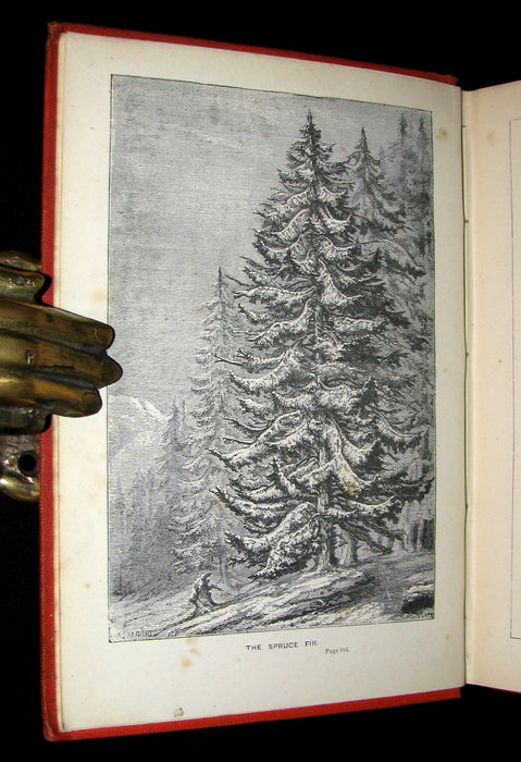 1873 Scarce Book - WALTER IN THE WOODS - The Trees and Common Objects of the Forest.