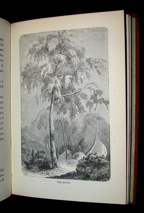 1873 Scarce Book - WALTER IN THE WOODS - The Trees and Common Objects of the Forest.