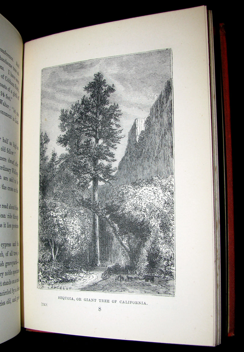 1873 Scarce Book - WALTER IN THE WOODS - The Trees and Common Objects of the Forest.