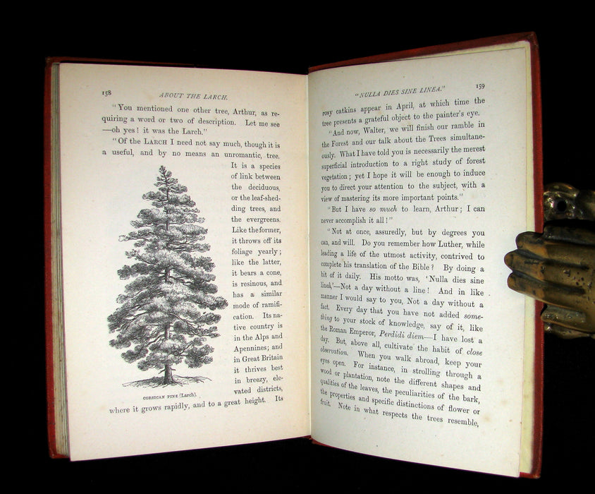 1873 Scarce Book - WALTER IN THE WOODS - The Trees and Common Objects of the Forest.