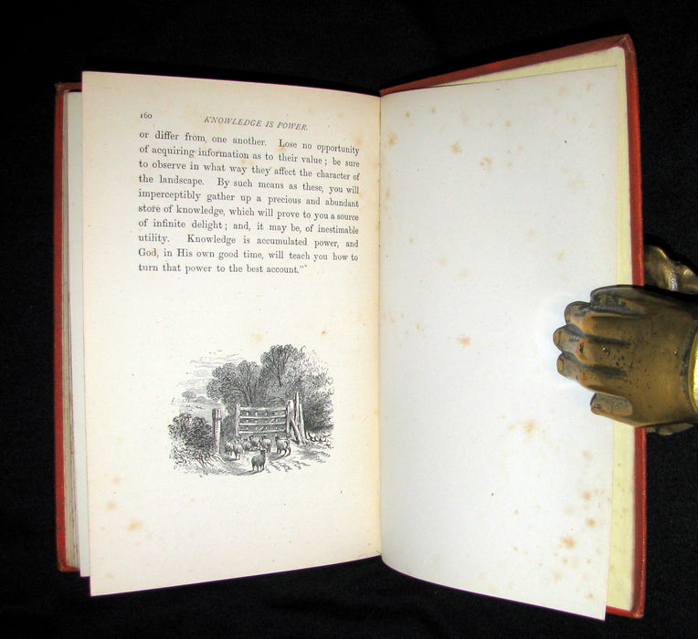 1873 Scarce Book - WALTER IN THE WOODS - The Trees and Common Objects of the Forest.