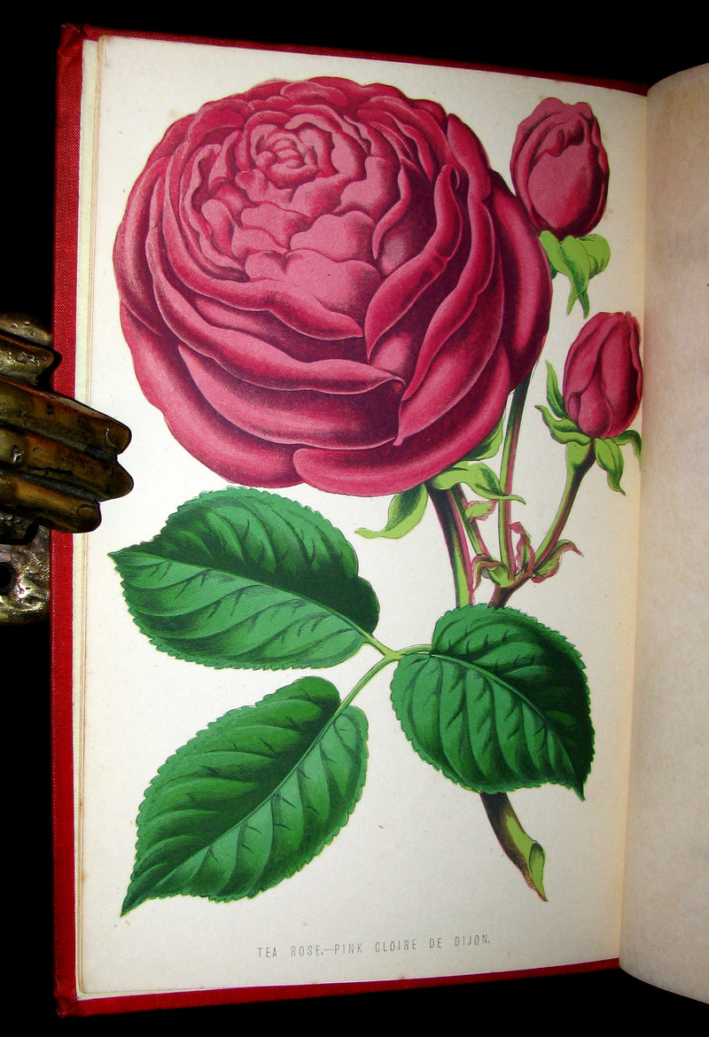 1885 Victorian Gardening Book - The Amateur's ROSE Book by Shirley Hibberd.