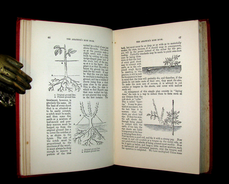 1885 Victorian Gardening Book - The Amateur's ROSE Book by Shirley Hibberd.