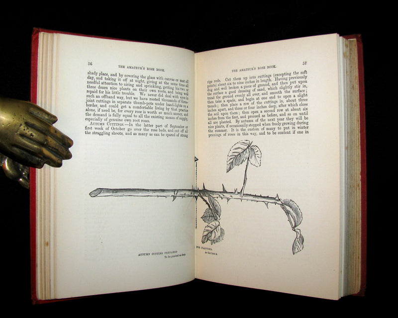 1885 Victorian Gardening Book - The Amateur's ROSE Book by Shirley Hibberd.