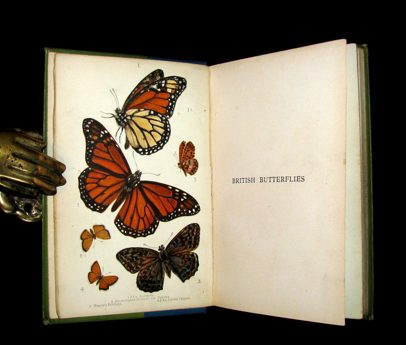 1897 Rare Book - British Butterflies, Figures and Descriptions of Every Native Species by W. S. Coleman.