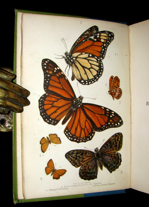 1897 Rare Book - British Butterflies, Figures and Descriptions of Every Native Species by W. S. Coleman.