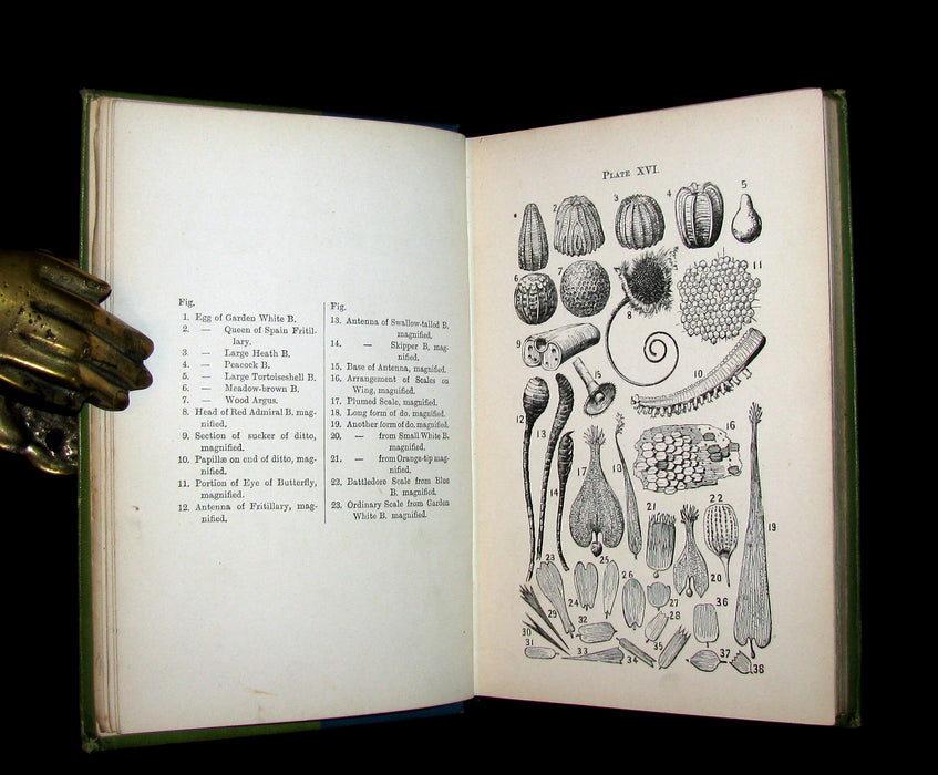 1897 Rare Book - British Butterflies, Figures and Descriptions of Every Native Species by W. S. Coleman.