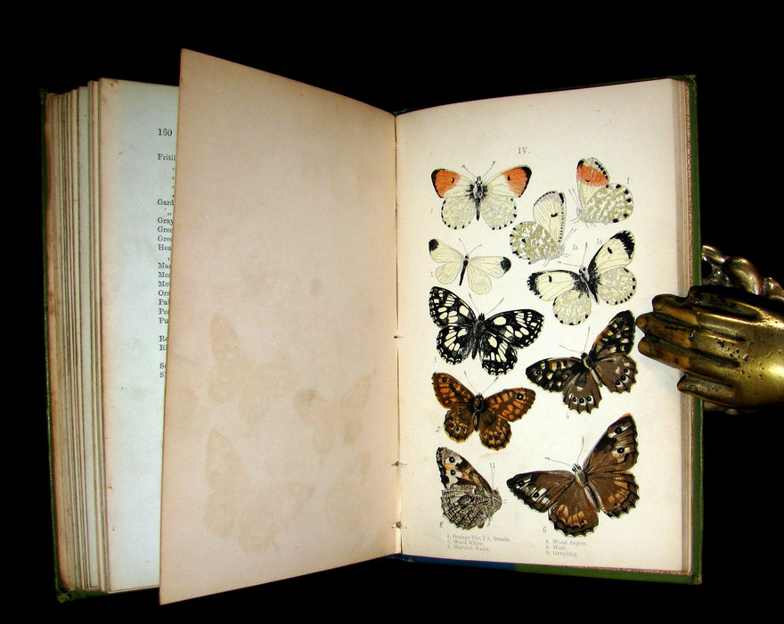 1897 Rare Book - British Butterflies, Figures and Descriptions of Every Native Species by W. S. Coleman.